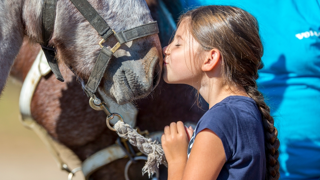 Lierop Fokpaardendag 2016 (107).jpg - Lierop Fokpaardendag 2016